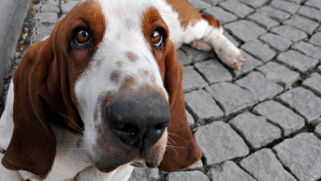 Картинка животные собаки собака пес уши взгляд плитка бассет