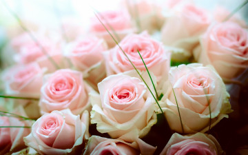 Картинка цветы розы букет нежность бутоны