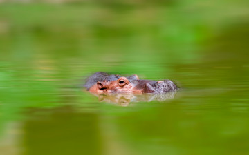 Картинка животные бегемоты бегемот вода природа