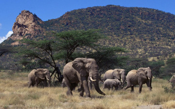 обоя животные, слоны, савана, слонята, млекопитающие