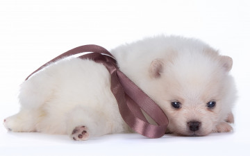 Картинка животные собаки щенок малыш шпиц белый бант