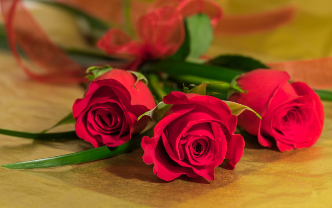 Обои картинки фото цветы, розы, бутоны, букет, трио