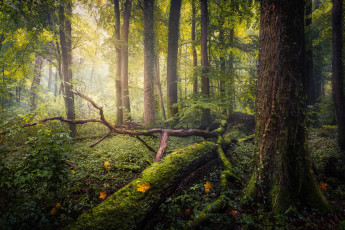 Картинка природа лес после дождя ветки мох свет