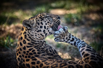 Картинка животные леопарды кошка лапа умывание поза