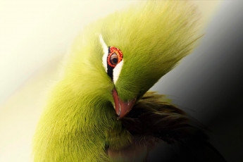 Картинка животные птицы зеленый хохолок птица