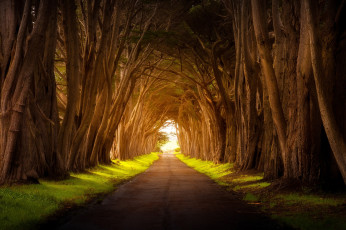 Картинка природа дороги дорога деревья свет