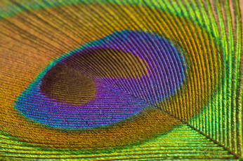 Картинка разное перья перо узор текстура павлин