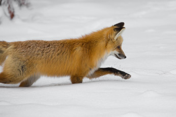 Картинка животные лисы снег лиса