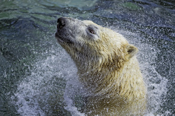 Картинка животные медведи хищник белый полярный морда отряхивается брызги вода купание зоопарк