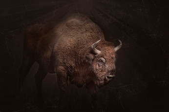 Картинка животные зубры +бизоны бизон мощь рога фон