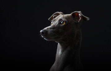 Картинка животные собаки пес
