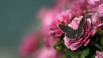 Картинка животные бабочки +мотыльки +моли розовые цветы бабочка