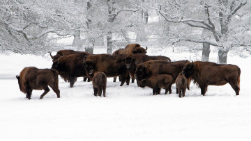 Картинка животные зубры +бизоны снег