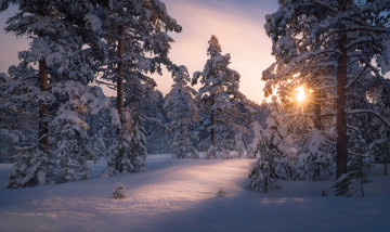 Картинка природа зима солнце свет снег деревья лес