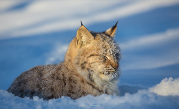 Картинка животные рыси морда дремлет жмурится зима снег