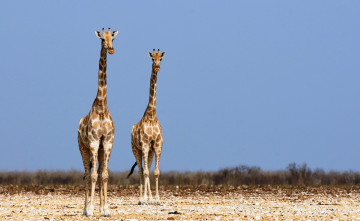 обоя животные, жирафы, пустыня, пара