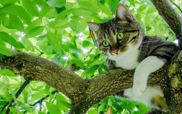 Картинка животные коты серый кот с зелеными глазами сидит на ветке
