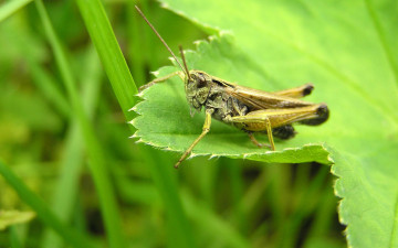 Картинка животные кузнечики +саранча лист насекомое кузнечик макро трава