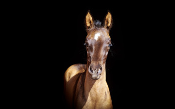 Картинка животные лошади жеребенок буланый тень