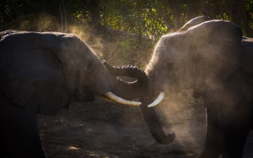 Картинка животные слоны двое бивни борьба пыль