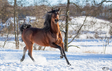 Картинка автор +oliverseitz животные лошади конь гнедой грива бег движение грация сила поза позирует зима снег загон игривый