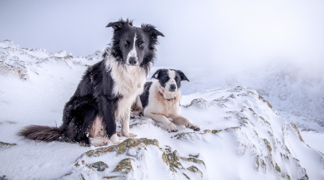 Обои картинки фото животные, собаки, снег