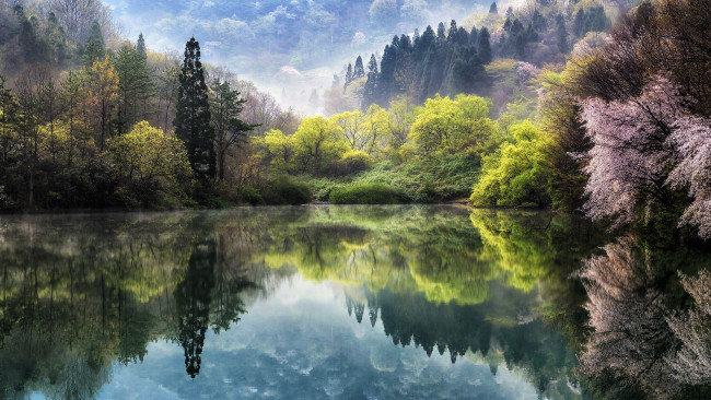 Обои картинки фото природа, реки, озера, дымка, дервья, сакура, весна, цветы, туман, Япония, озеро