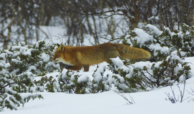 Обои картинки фото животные, лисы, лес, рыжая, зима, снег, мех, профиль