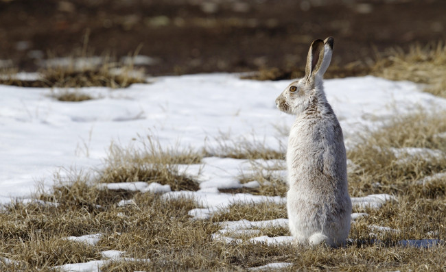 Обои картинки фото животные, кролики,  зайцы, заяц, снег, трава, поляна, проталины