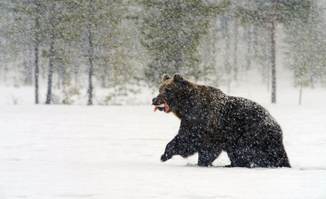 Обои картинки фото животные, медведи, медведь, бурый, добыча, лес, снег