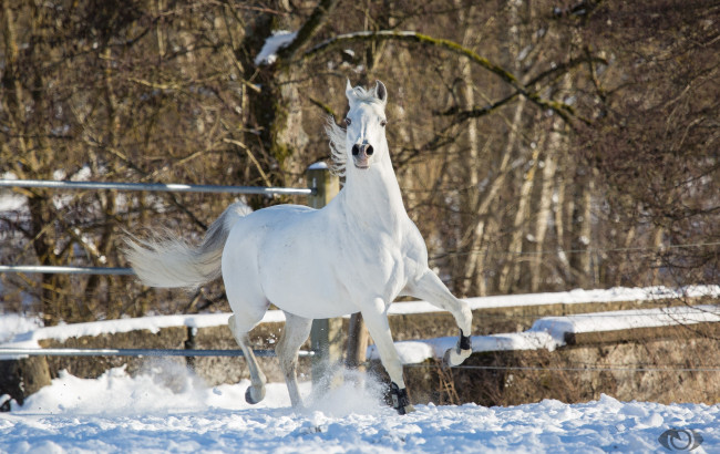 Обои картинки фото автор,  oliverseitz, животные, лошади, конь, белый, движение, бег, грация, сила, красота, поза, позирует, игривый, снег, загон, зима
