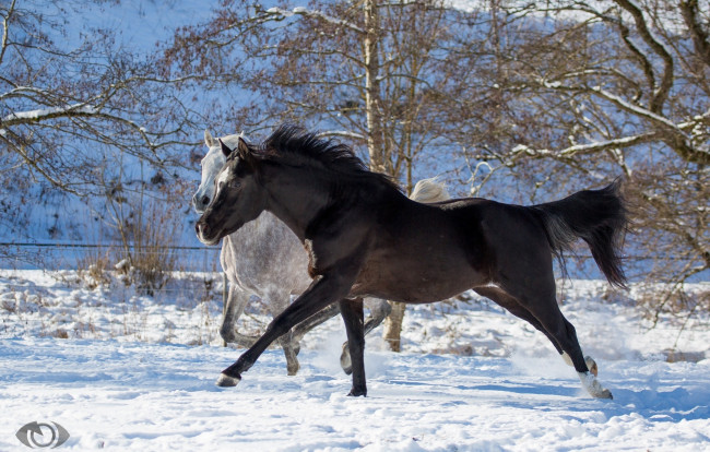 Обои картинки фото автор,  oliverseitz, животные, лошади, кони, серый, вороной, двое, пара, бег, галоп, загон, зима, снег