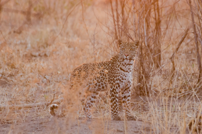 Обои картинки фото животные, леопарды, хищник, молодой, грация, свет, африка