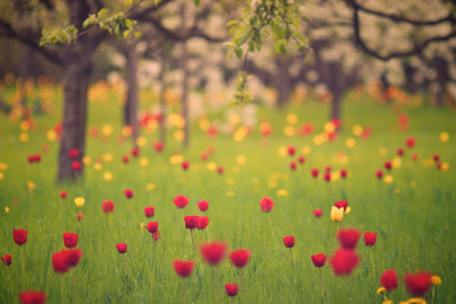 Обои картинки фото цветы, тюльпаны, боке, природа, весна, сад, трава