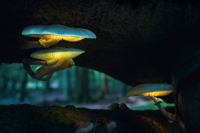 Обои картинки фото природа, грибы, свет, боке, макро, дерево, лес, фонари