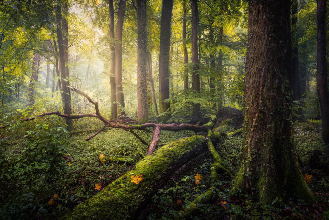 Обои картинки фото природа, лес, после, дождя, ветки, мох, свет