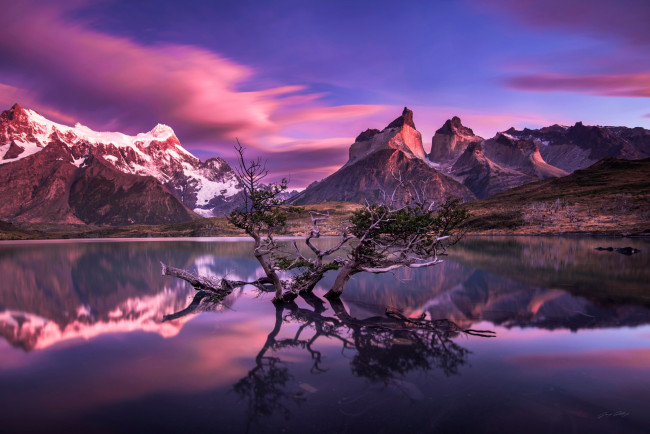 Обои картинки фото природа, реки, озера, горы, отражения, южная, америка, дерево, Чили, озеро, патагония