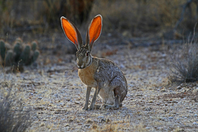 Обои картинки фото животные, кролики,  зайцы, природа, уши, трава, заяц