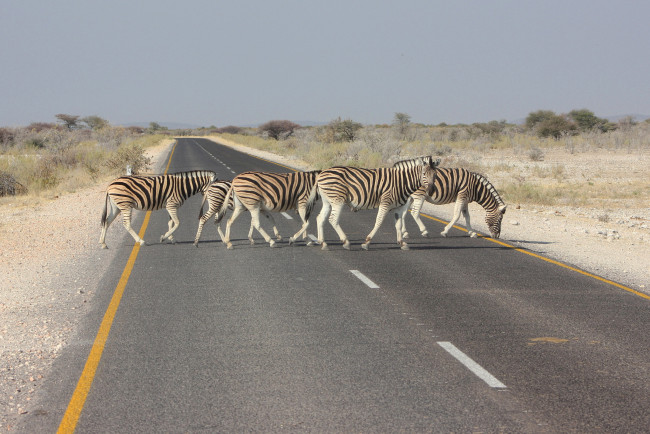 Обои картинки фото животные, зебры, дорога, африка, зебра, пейзаж