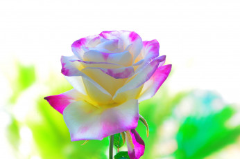 Картинка цветы розы фон лепестки красота роза