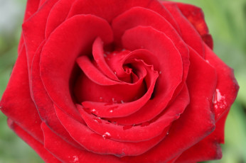 Картинка цветы розы капли роза макро цветок красный