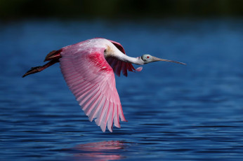 Картинка животные ибисы +колпицы ибис вода полет розовый