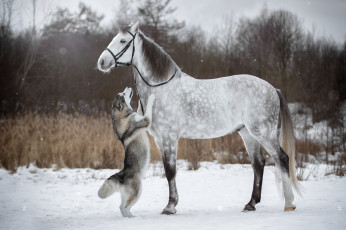 обоя животные, разные вместе, конь, хаски, снег, зима, стойка, собака, лошадь, уздечка