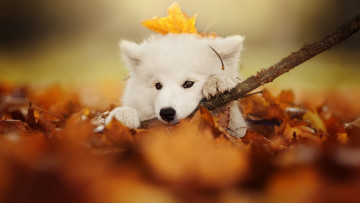 Картинка животные собаки белая палка листья осень собака