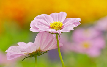 Картинка цветы космея розовые космеи
