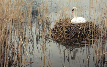 Картинка животные лебеди вода гнездо белый лебедь