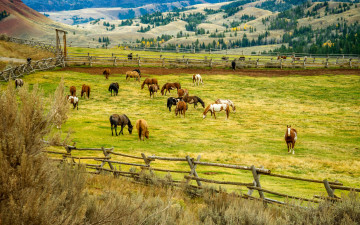 Картинка животные лошади пейзаж изгородь холмы загон деревья природа поля