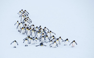 обоя животные, пингвины, природа, снег