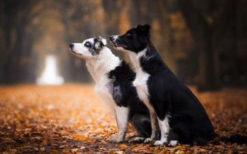 Картинка животные собаки осень листья деревья аллея
