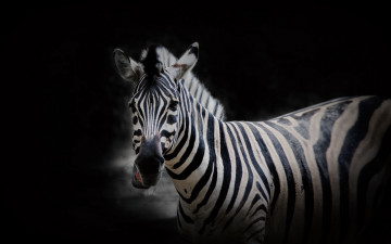 Картинка животные зебры фон зебра природа
